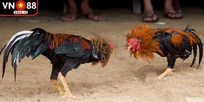 Dựa vào kỹ năng để chọn gà chiến có tỷ lệ thắng cao 