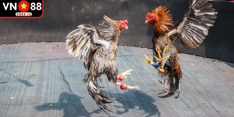Khái quát thông tin về đá gà trực tiếp Thomo 