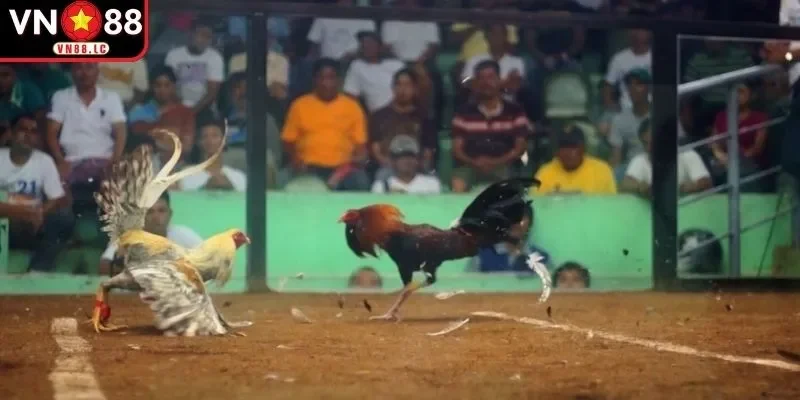 Nắm chắc quy luật cơ bản của loại hình giải trí 