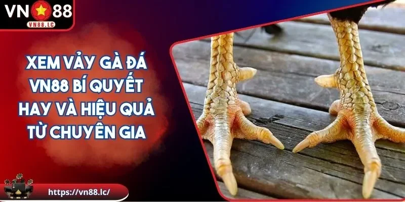 Xem vảy gà đá